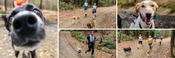 Dog collage