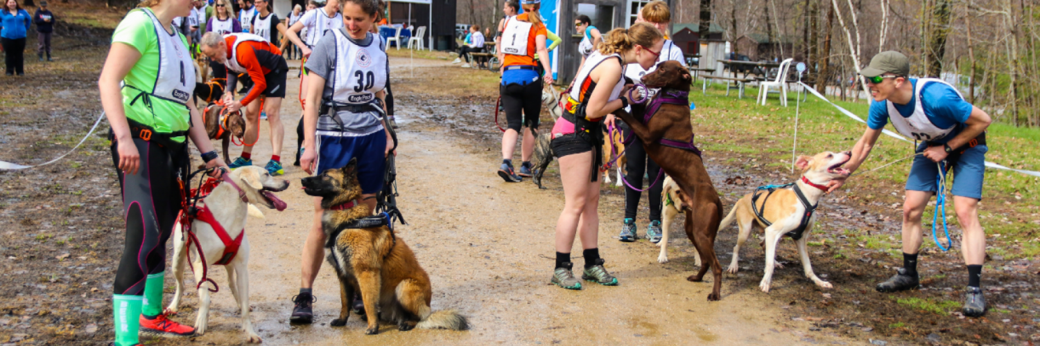 Dog with runners waiting to race