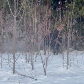 Guess who is spotted on the way to Dartmouth Skiway? The skiing, by the way, is as phenomenal as the surrounding scenery!
