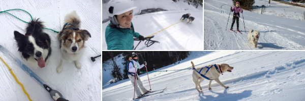 Ski jouring collage