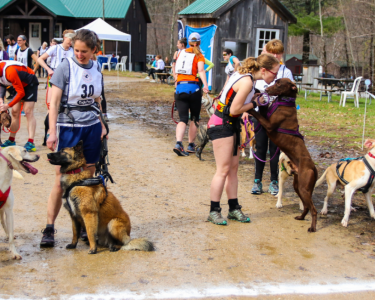 Dog with runners waiting to race