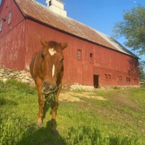 “Branch” got his name due to his tendency to graze on our trail rides and will eat almost anything he can find. He will often grab branches and leaves off of trees while he’s walking! 
🐴 
🐴
#horsebackriding #franconiainn #whitemountains #franconianotch