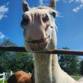 HAY PARTNER 👋 The days are getting shorter and the leaves are just starting to change 🍂 … Time to schedule your foliage trail ride and experience it on the back of one of our amazing horses! 🐴Visit blackmt.com for more info and call 603-383-4490 to book your ride.