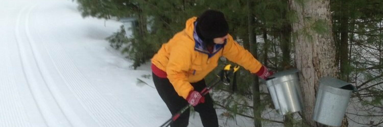 Cross country skier checking maple sap