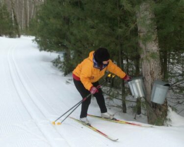 Cross country skier checking maple sap